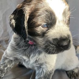 Pink collar - Sporty Mix puppy in Ferndale, Washington from Juanita’s Springers
