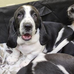 Neytiri - Black and white female Basset Hound puppy in Surprise, Arizona from Howlin Hounds