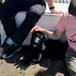 Bagheera vom Haus Elbrus - Black female German Shepherd puppy in Spokane, Washington from Vom Haus Elbrus Kennel