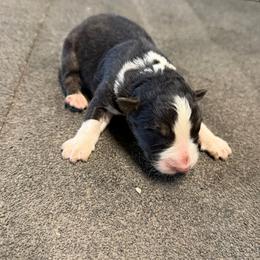 Gumbo - Black tri-color male Australian Shepherd puppy in Franklinton, Louisiana from Cottonwood Farms Australian Shepherds
