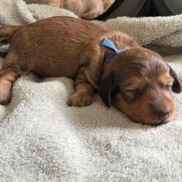 Blue Boy - Cream male Dachshund puppy in Descanso, California from Kendaline Kennels