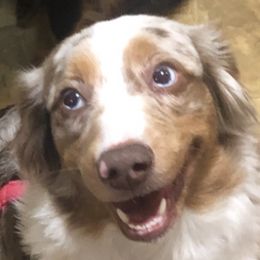 Australian Shepherds and Miniature Australian Shepherds from River Side Aussies