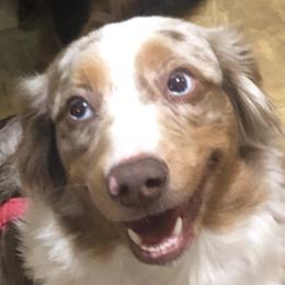 Australian Shepherds and Miniature Australian Shepherds from River Side Aussies