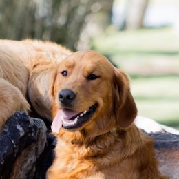 Golden Retrievers from Duck Dogs Colorado