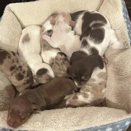 Dachshund Puppies from Carter's Kennels