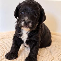 Robin - Black male Australian Labradoodle puppy in Connersville, Indiana from Dessie's Doodles