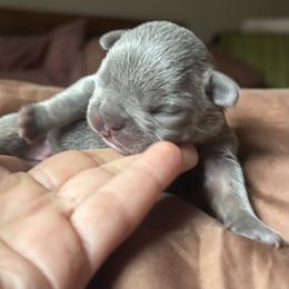 French Bulldog Puppies from Matra French Bulldogs