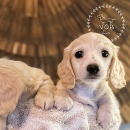 Dachshund Puppies from VOB Doxie