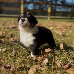 Rosie - Black tri-color female Australian Shepherd puppy in Morrow, Ohio from OakHaven Acres Aussies