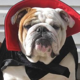 Bulldogs from Brixalot Bulldogs