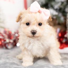 Cavapoo, Cockapoo, Maltipoo, and Poodle Puppies from My Doodle Puppy