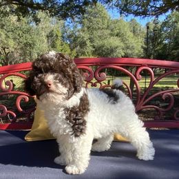 Maltipoo and Poodle Puppies from Little Toy Poodles