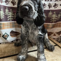 English Springer Spaniel Puppies from Kaveman Springers