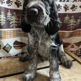English Springer Spaniel Puppies from Kaveman Springers