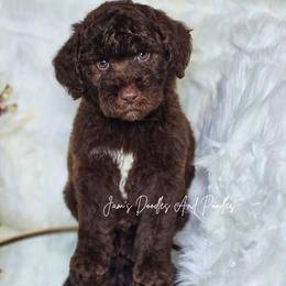 Rookie - Brown and white male Sheepadoodle puppy in Cleveland, Georgia from Jam's Doodles And Poodles