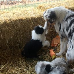 Australian Shepherd Puppies from Big Sky Aussies