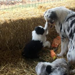 Australian Shepherd Puppies from Big Sky Aussies
