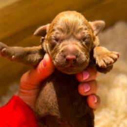Kelly - Chocolate female Dilute Retriever puppy in Baldwin City, Kansas from Hedge Lane Labradors