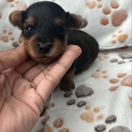 Boy 2 - Black and tan male Yorkipoo puppy in Ocala, Florida from Top Notch Pupz