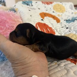 Benz - Black and gold male Yorkshire Terrier puppy in Phoenix, Arizona from Coursey’s Yorkies