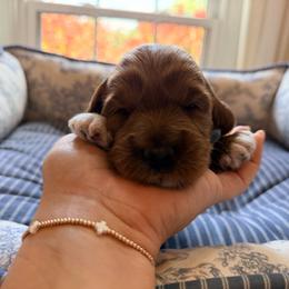 Tanner - Red male Australian Labradoodle puppy in Summerfield, North Carolina from Four Oaks Labradoodles
