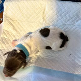 German Shorthaired Pointer Puppies from Mill Creek GSP
