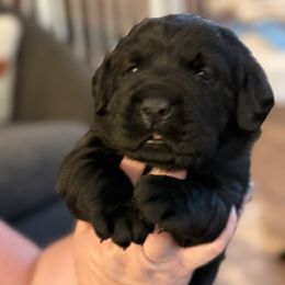 Labrador Retriever Puppies from Hillstone Labradors