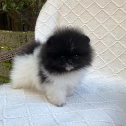 Bentley - Black parti male Pomeranian puppy in Citrus Heights, California from Yev and Marina's Pomeranians (AKC)