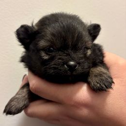 Zinnia - Wolf sable female Pomeranian puppy in Springfield, Missouri from Hope Mountain Pomeranians