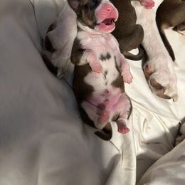 Boxer Puppies from East River Boxers