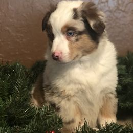 Miniature Australian Shepherd Puppies from Helm Farms Aussies