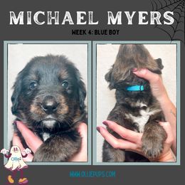 Michael Myers - male Golden Mountain Dog puppy in Boiling Springs, South Carolina from OlliePups, LLC