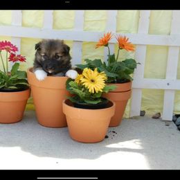 Icelandic Sheepdog All Grown Up from Tri-Star Icelandics