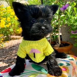 Baby Winston - Black and gold male Yorkshire Terrier puppy in Yuma, Arizona from Yuma Yorkie