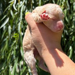 Lucian - Cream male Poodle puppy in Orem, Utah from First Class Poodles