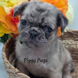 Samuel - Green Collar - Fawn male Pug puppy in Olin, North Carolina from Piggy Pugs
