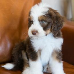 Carrot - male Australian Mountain Doodle puppy in Lafayette, Missouri from Brick House Farm Doodles