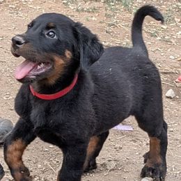 Arojo - Black and rust male Beauceron puppy in Austin, Texas from A Mes Cotes