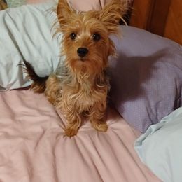 Yorkshire Terriers from Jack and Jills Fun House