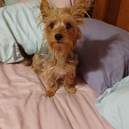 Yorkshire Terriers from Jack and Jills Fun House
