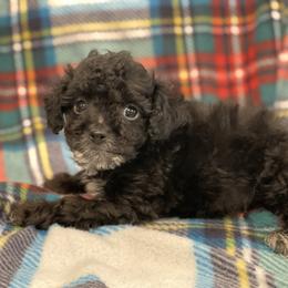 Binky-Teacup - Blue male Poodle puppy in Purdy, Missouri from The Dynasty