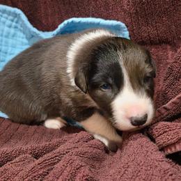 Clifton - Blue merle male Border Collie puppy in Chino Valley, Arizona from Dog Pond Border Collies