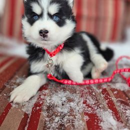 Kencaid - Black and white female Pomsky puppy in Mc Callsburg, Iowa from SZ Rolling Acres LLC
