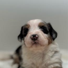 St.Anton - Blue merle male Bernedoodle puppy in Clermont, Florida from Shadow Bernedoodles & Dog Training