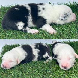 Blue Merle male - Blue merle male Miniature Australian Shepherd puppy in Brooker, Florida from Honey, I Shrunk the Aussies