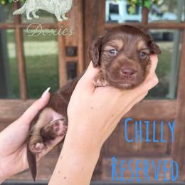 Dachshund Puppies from Southern Grace Doxies