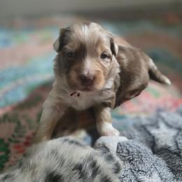 Red collar boy - Red merle male Australian Shepherd puppy in Rainsville, Alabama from Chaparro Farm