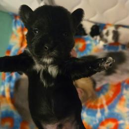 Boy 3 - Parti male Yorkshire Terrier puppy in Marble Hill, Missouri from LeGrands Parti Pups