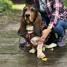 Basset Hounds and Bloodhounds from Clays Bloodhounds and Bassets