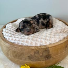 Honey - Blue merle female Aussiedoodle puppy in Adams, Nebraska from Boxcar Doodles and Poodles